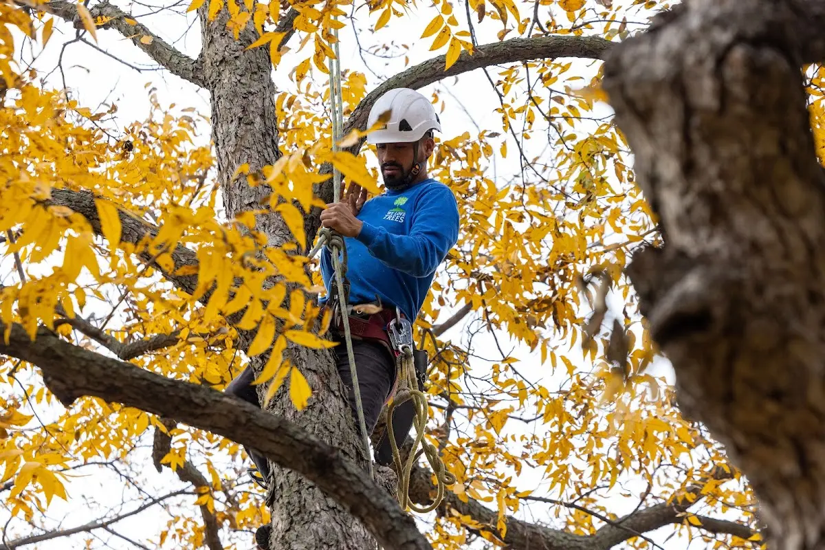 Skilled Tree Trimming crew working in Concord